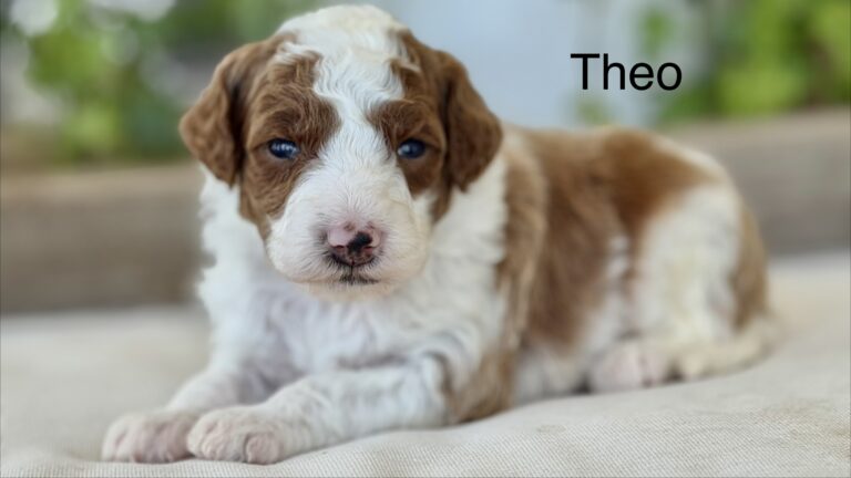 Theo - Image 4