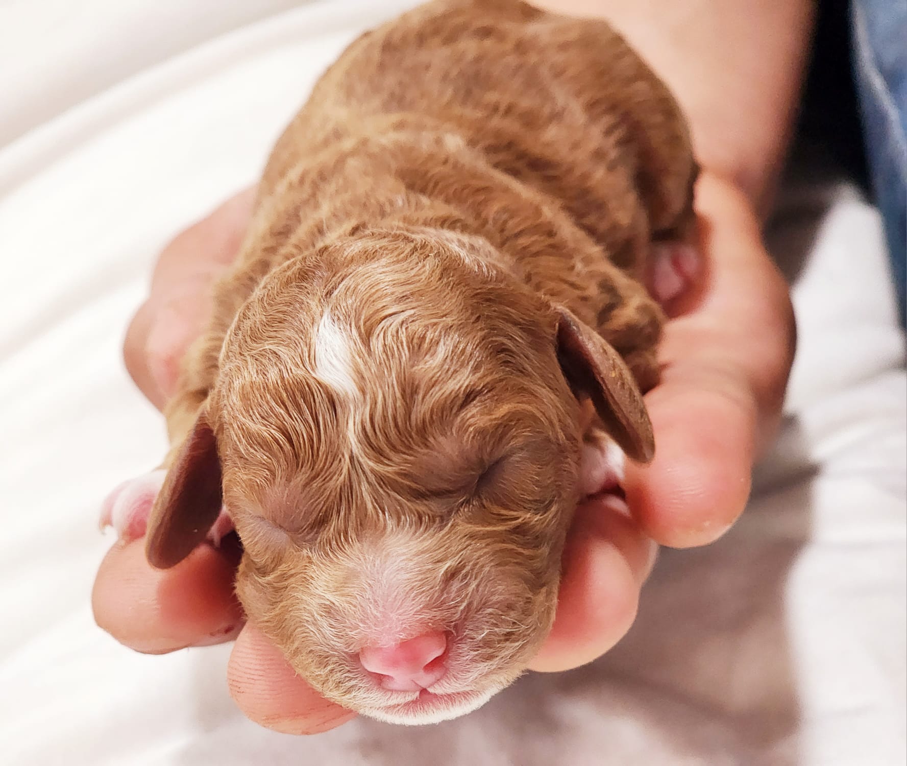 Hidden Ranch Doodles puppies.