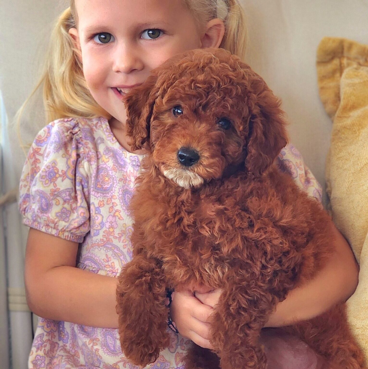 A healthy doodle puppy at home.