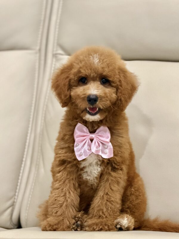 Coco - Image 2