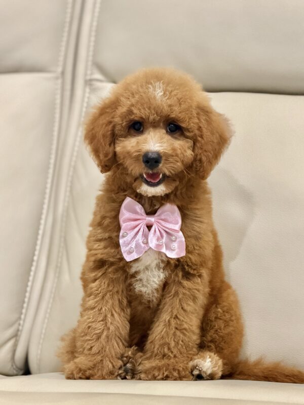 Coco - Image 5