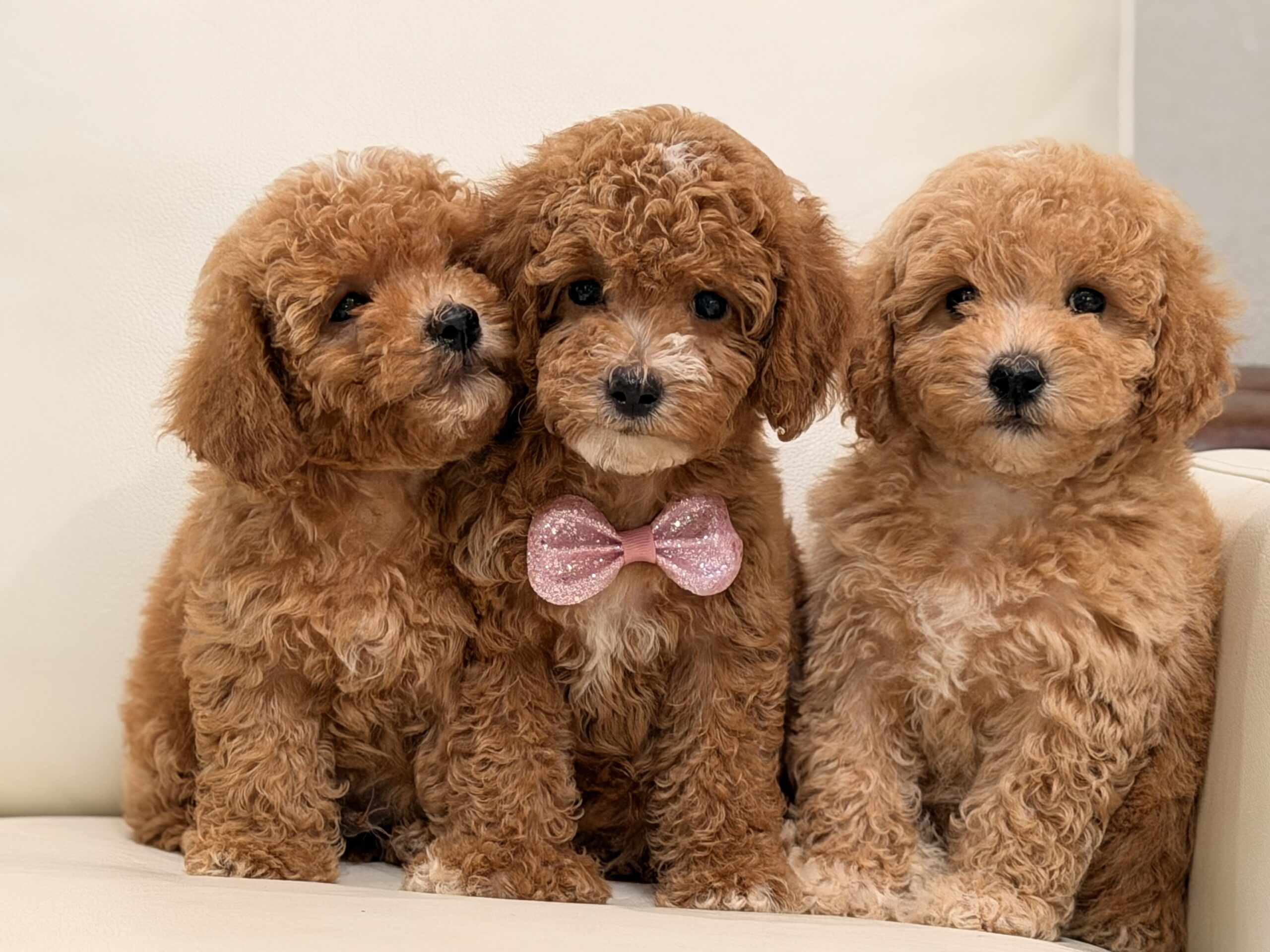 Biscuit - Image 3