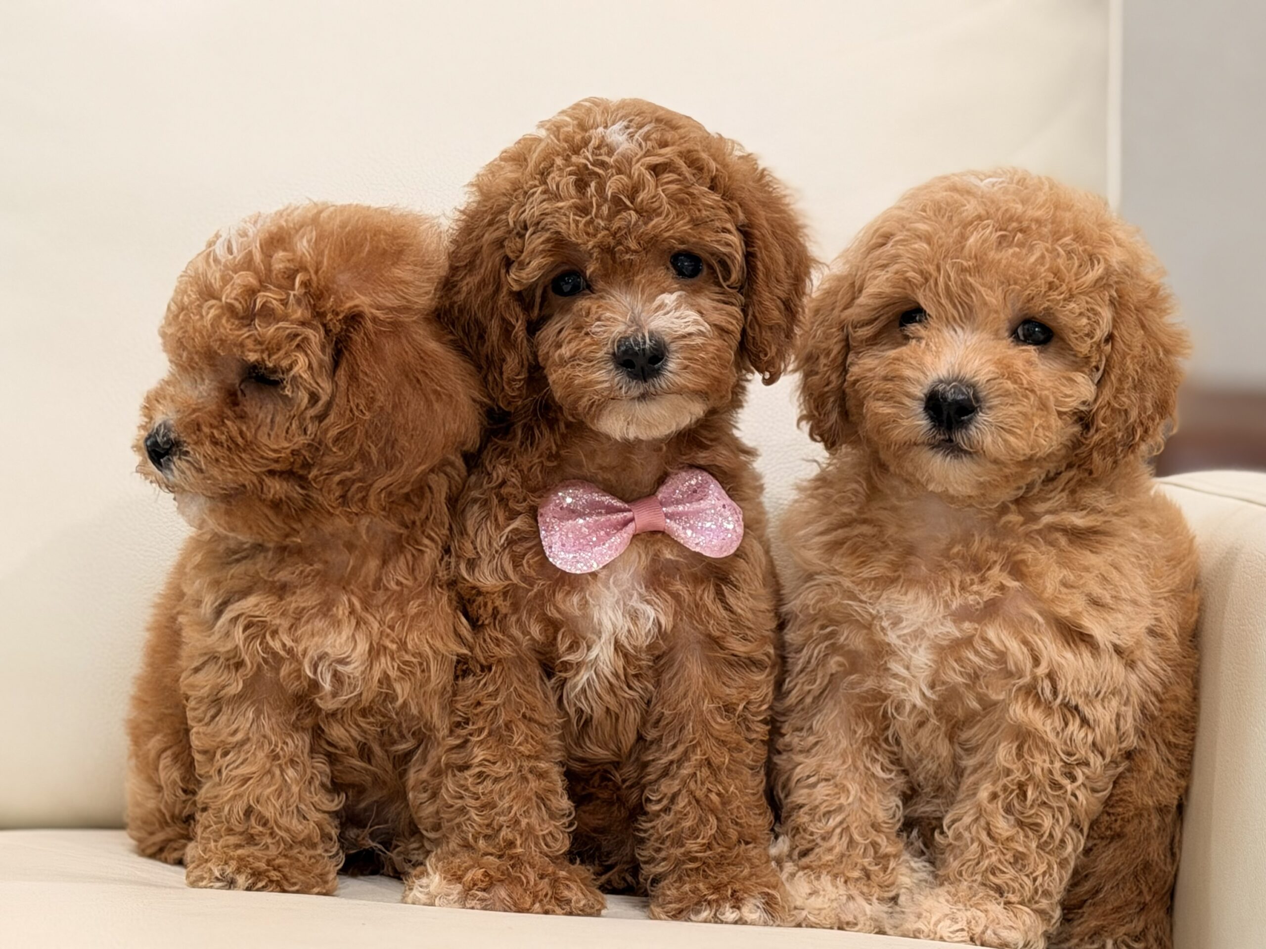 Biscuit - Image 4