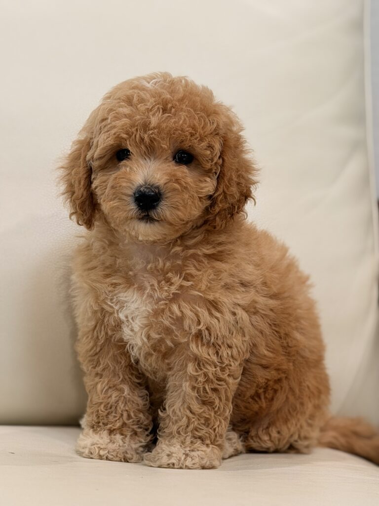 Muffin - Image 2