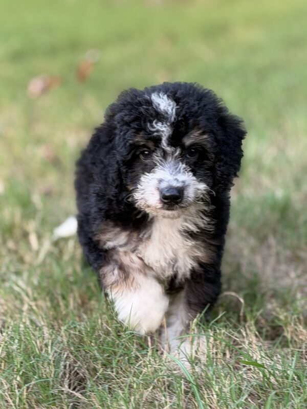 Cooper - Image 2