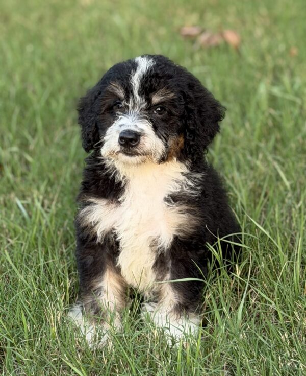 Cooper - Image 4