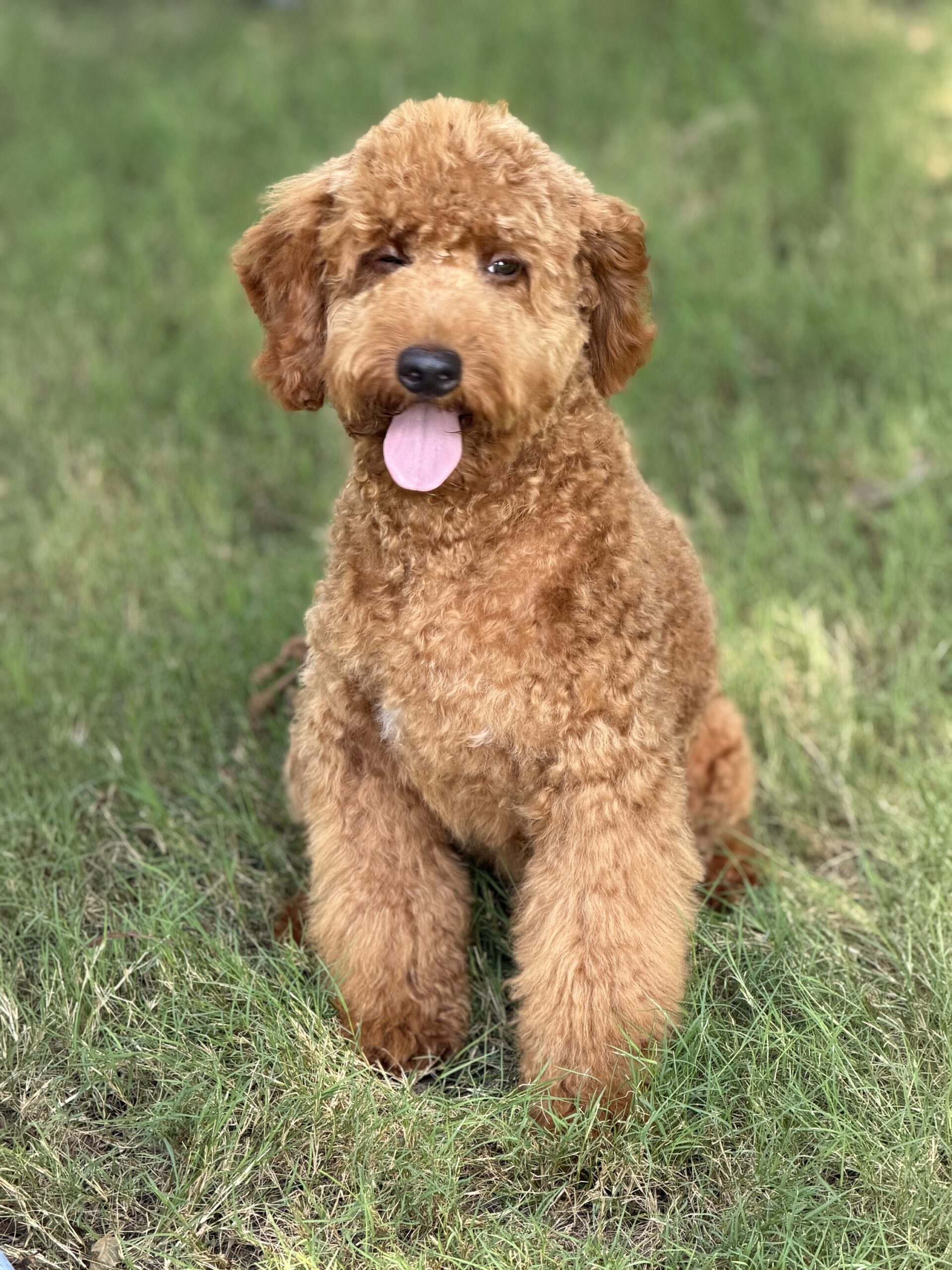 Jasper