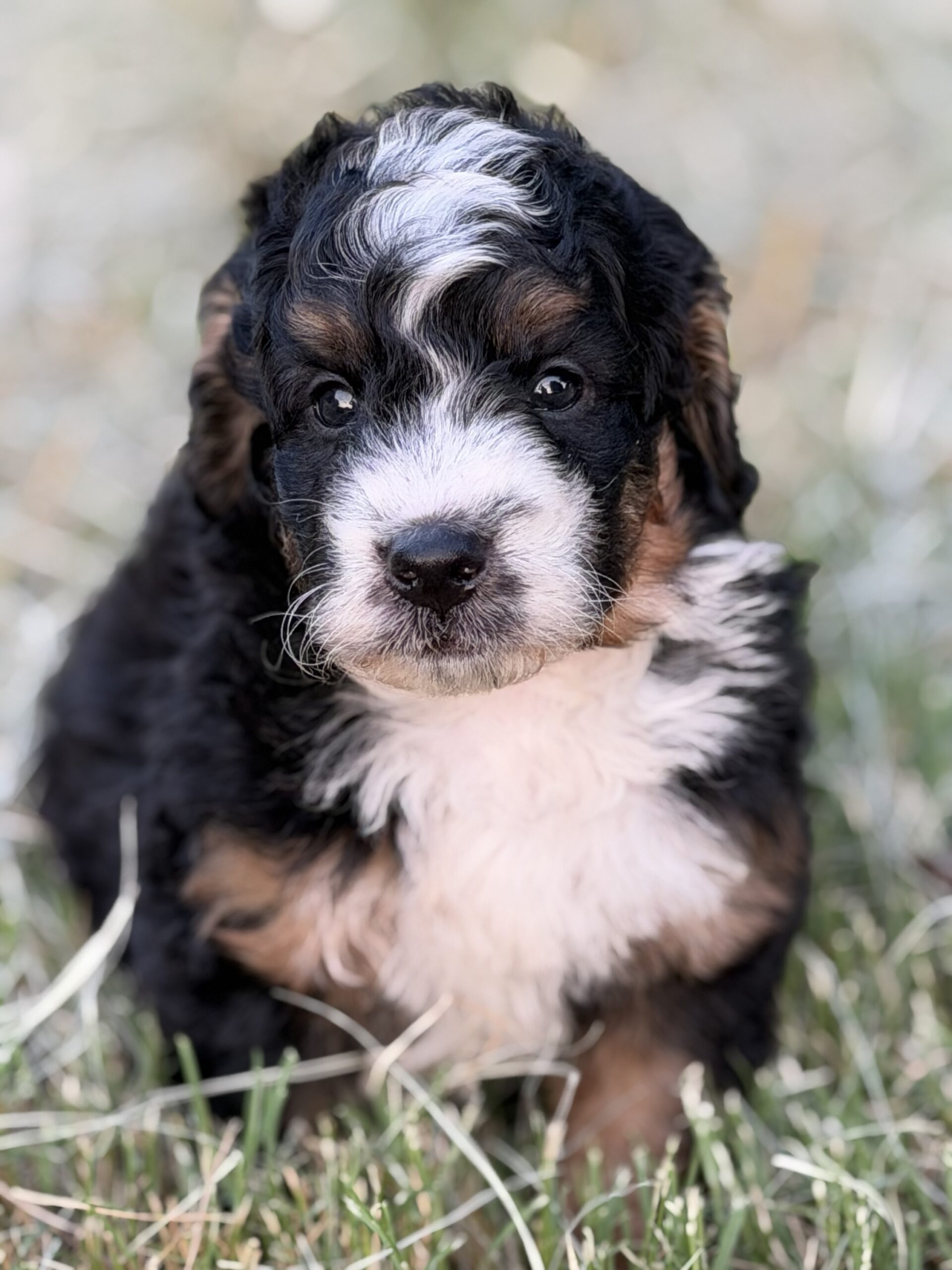 Portrait of Waffles, one of the latest puppies.