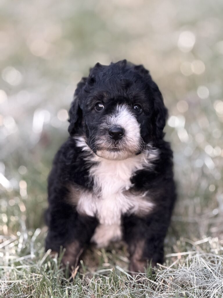 Simba