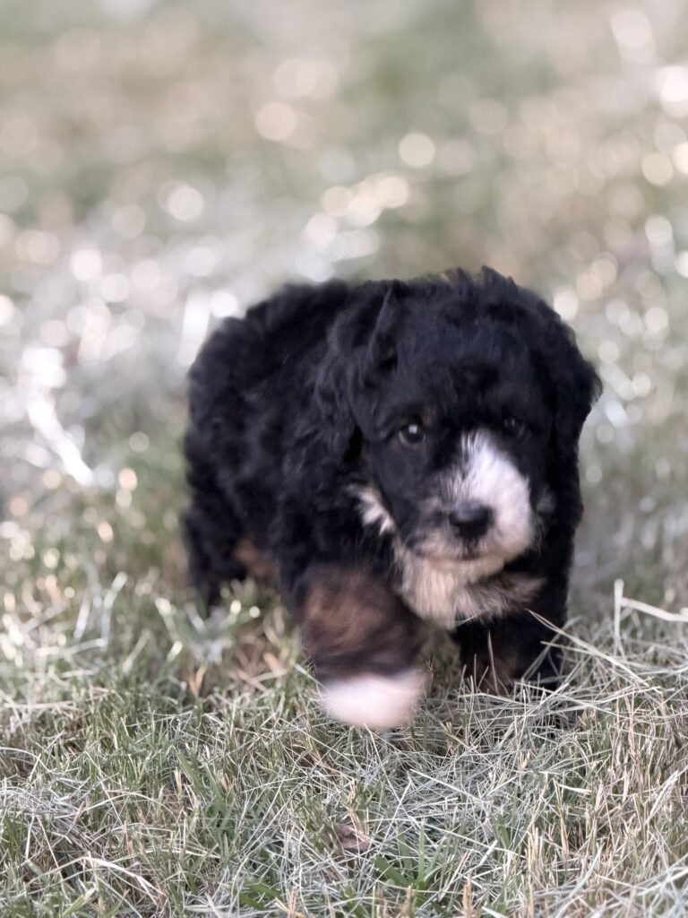 Simba - Image 5