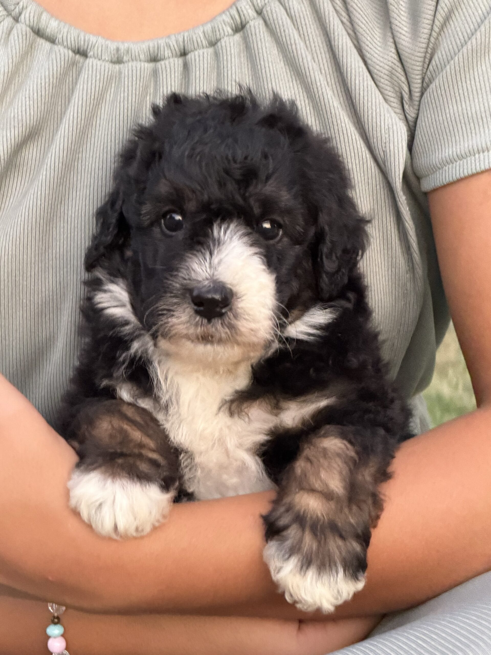 Portrait of Simba, one of the latest puppies.