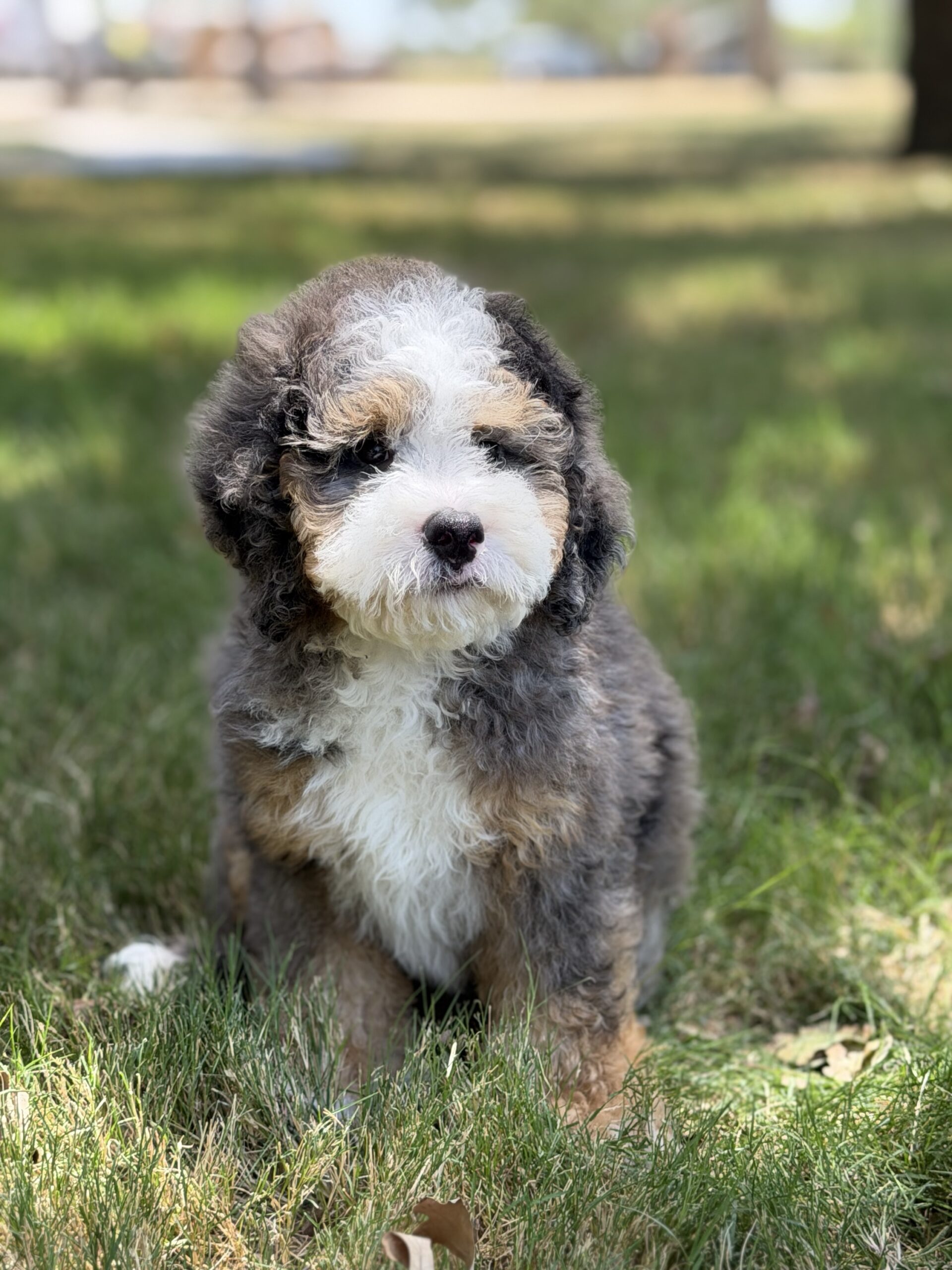 Portrait of Jasper, one of the latest puppies.