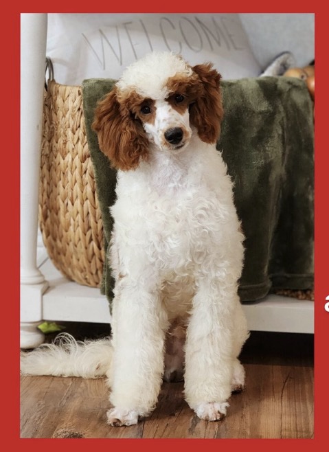 Theo - Image 3