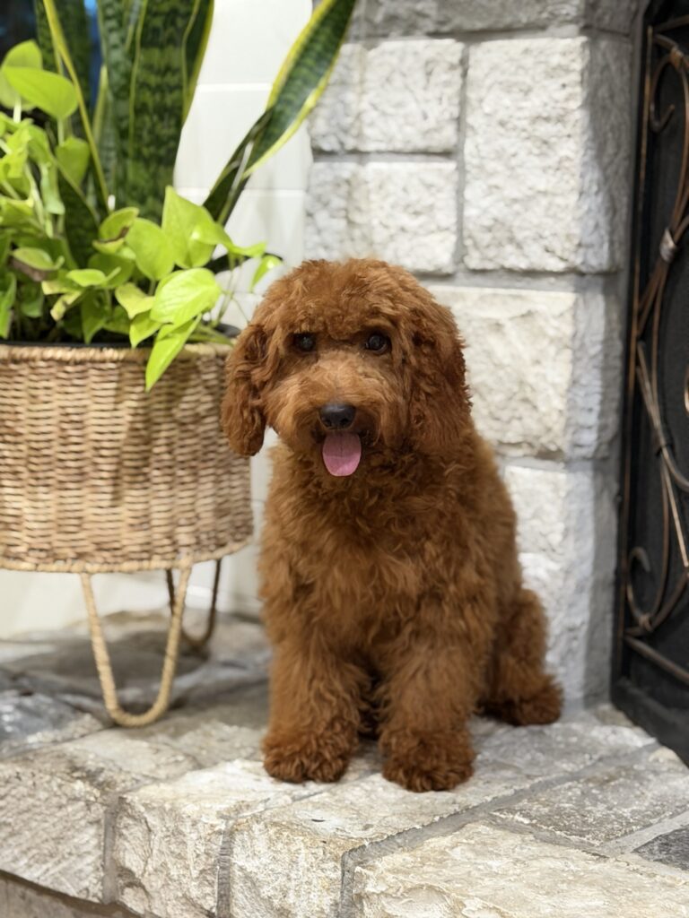 Jasper - Image 2